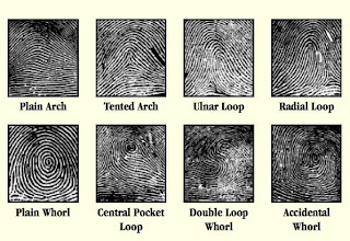 Fingerprint Patterns And Pictures