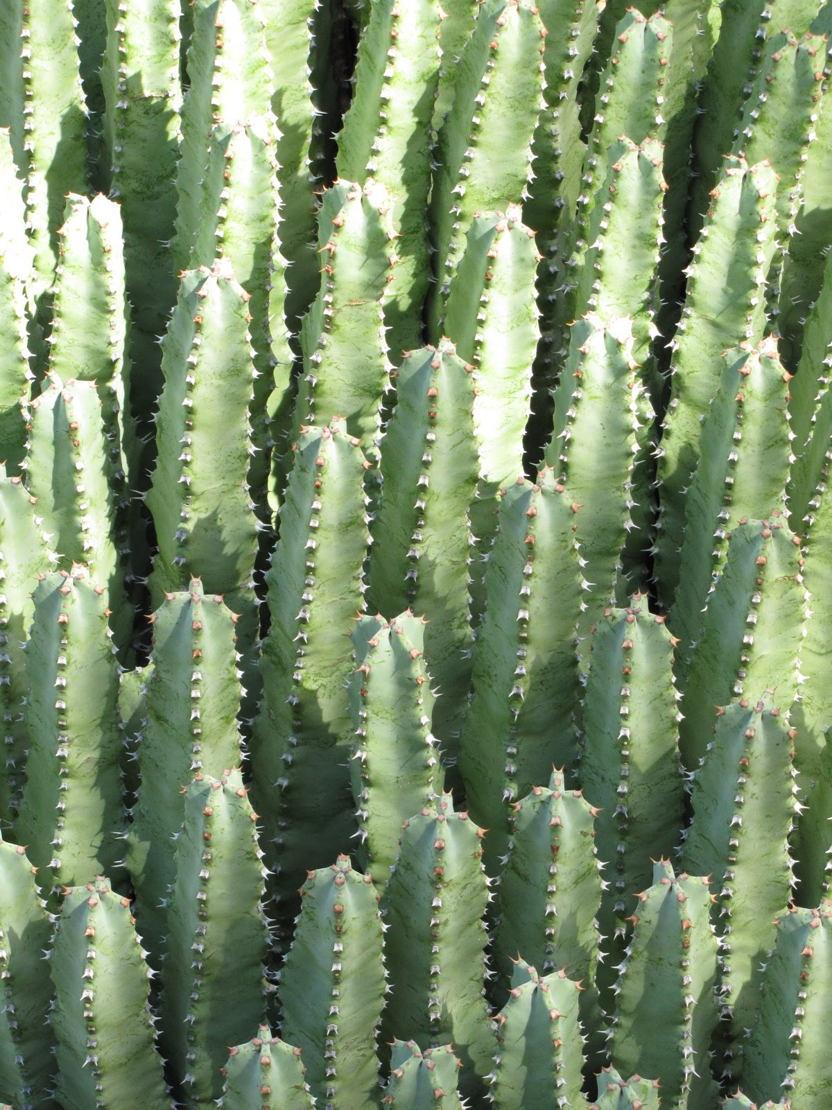 Las Aventuras Euphorbia or Cactus?