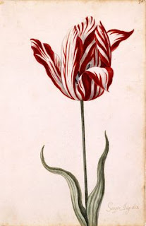 Was The Tulip Bulb Mania?