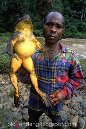 [african-frog-02+copy.jpg]