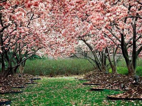 http://4.bp.blogspot.com/_duO1nmSLMR8/TKX9TAZYhLI/AAAAAAAAAXo/5PLKT2wrTHw/s1600/primavera.jpg