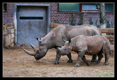 Rhinoceros Family