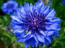 UNA FLOR AZUL EN SU DIA DE LA MADRE MARIA LIONZA