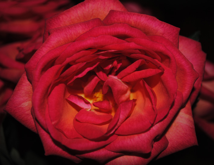 [Fallrose.jpg]