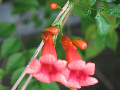 Trumpet Vine