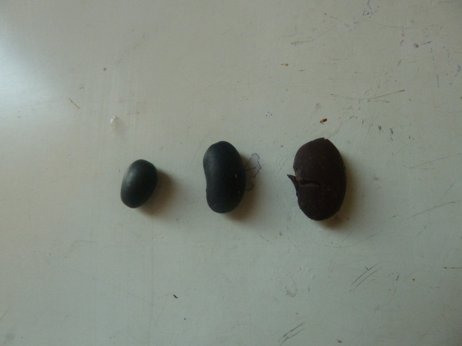 Life of a Roadwife How to Cook Black Beans (or Turtle Beans)