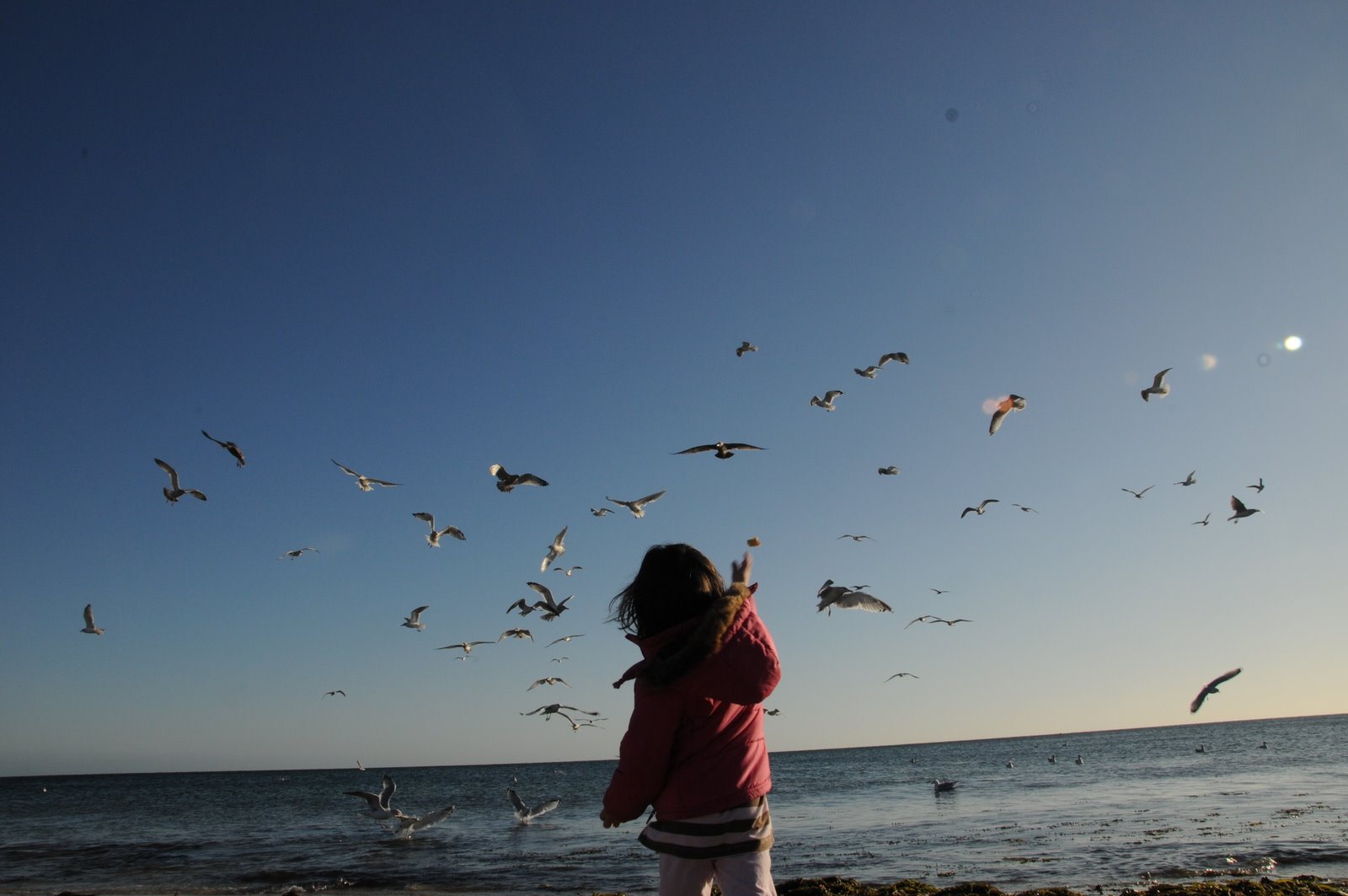 [kreegerpottery_seagulls3.JPG]