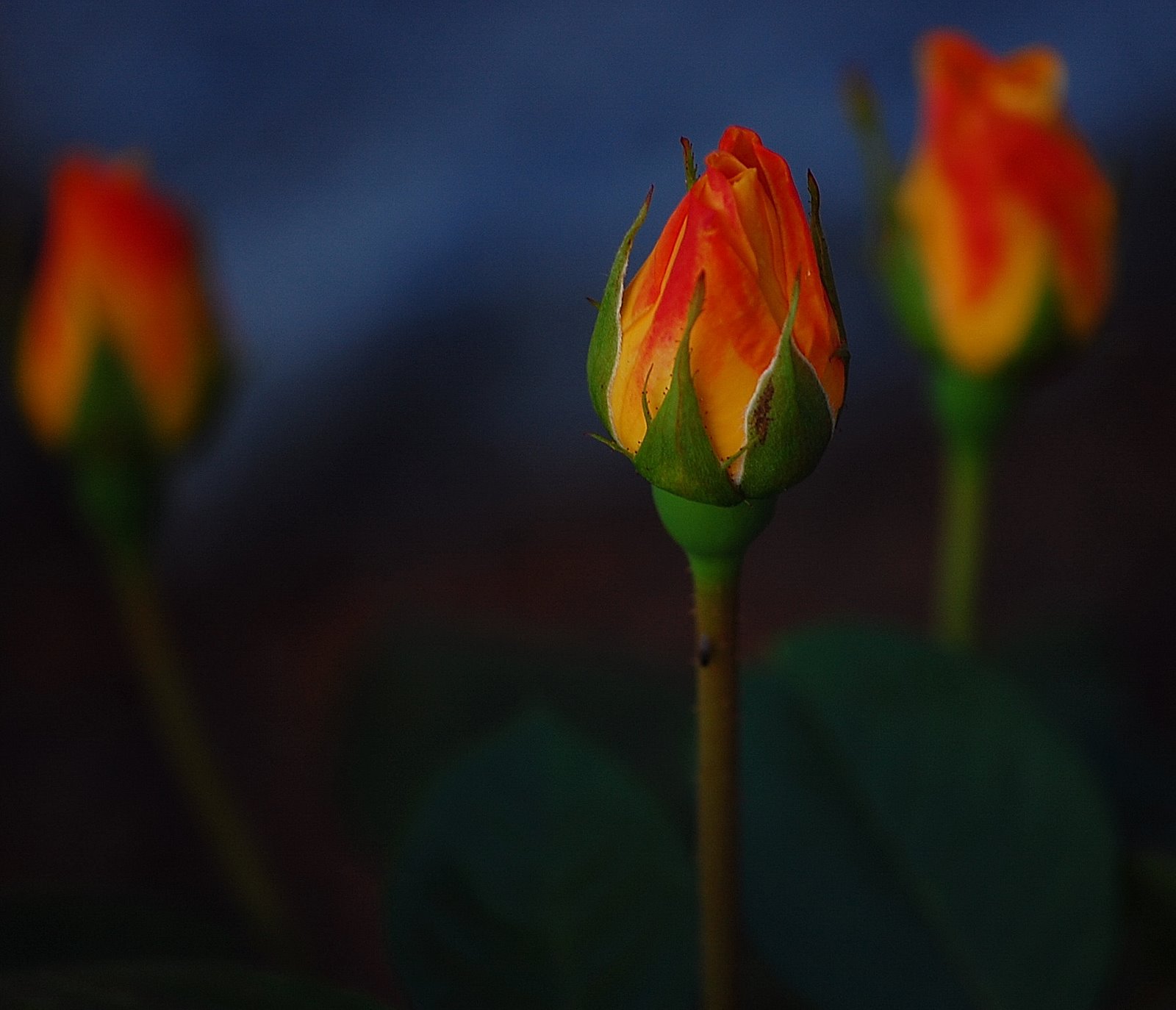 [DSC_04430001.JPG]