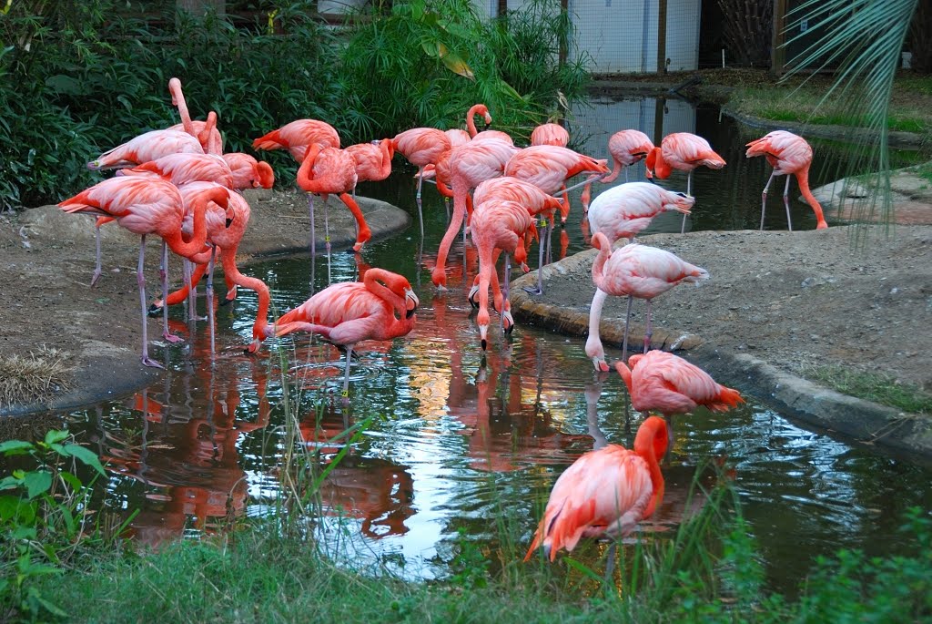 Aiken and Around Flamingos at Riverbanks Zoo