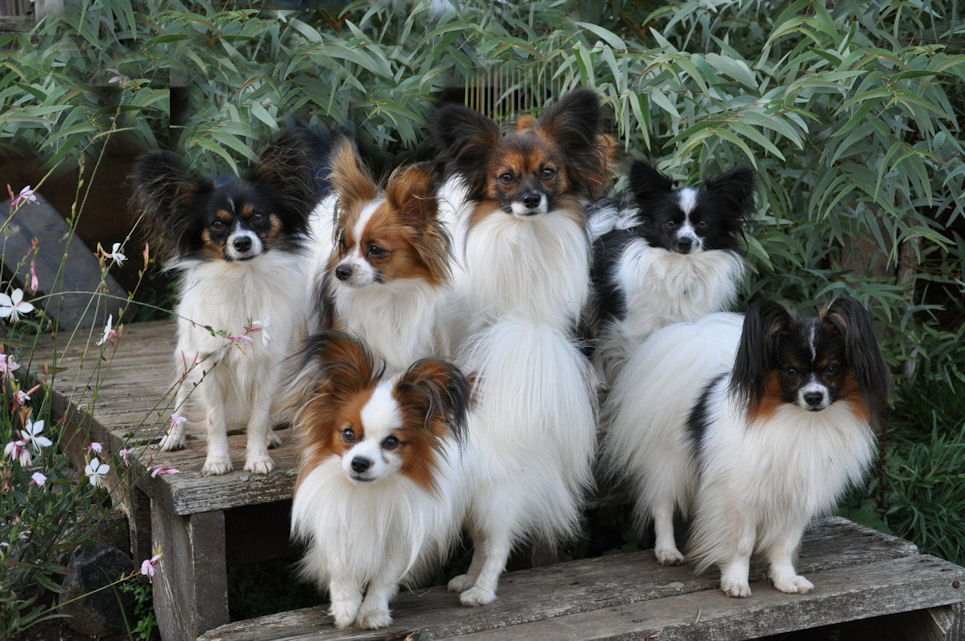 long haired papillon