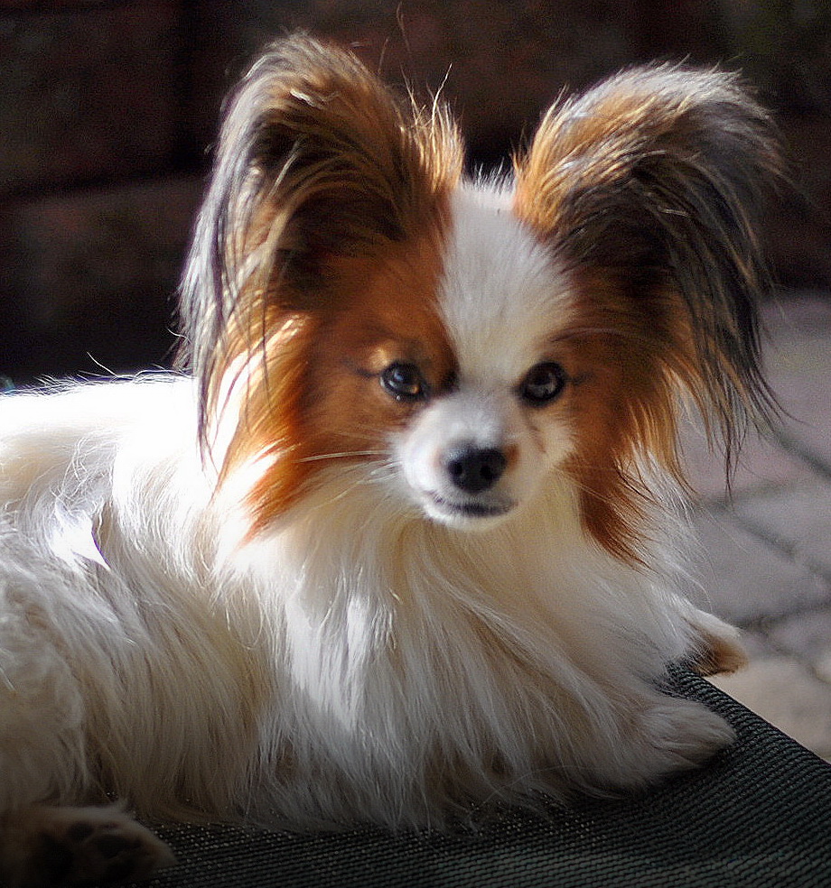 Road's End Papillons You Ask Tear Stains in Papillons