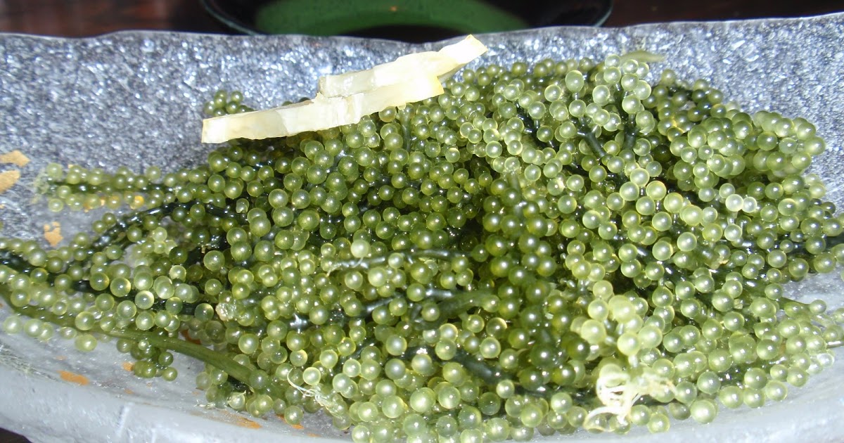 the art of living in Japan Umibudo (Sea Grapes)