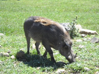 Warthog