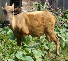 Anoa gunung betina muda, Timampu, Danau Towuti