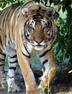 Sumatran Tiger (Panthera Tigris Sumatrae)