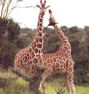 Jerapah Giraffes (Giraffa camelopardalis)