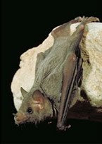 Mexican Long-nosed Bat (Leptonycteris nivalis)