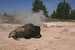 Bos bison (Linnaeus)