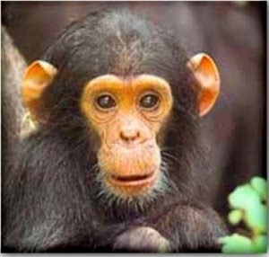 Chimpanzee
