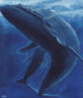Blue Whale (Balaenoptera musculus)