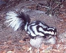 Eastern Spotted Skunk (Spilogale putorius)