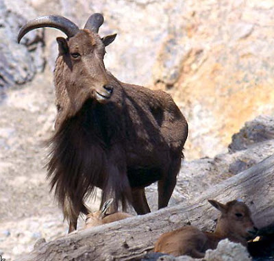 barbary sheep stand 80 to 100
