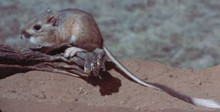 Banner-tailed Kangaroo Rat (Dipodomys spectabilis Merriam)