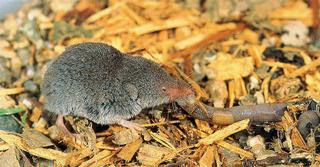 Least Shrew (Cryptotis parva)