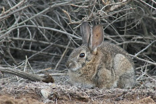 Desert Cottontail (Sylvilagus audubonii)