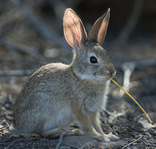 The Green Planet: Desert Cottontail (Sylvilagus audubonii)