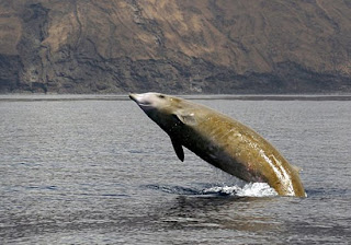 Cuvier's Beaked Whale (Ziphius cavirostris G. Cuvier)