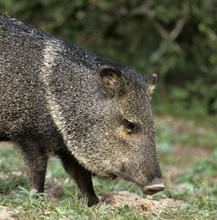 Collared Peccary