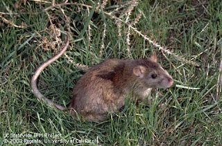Norway Rat* (Rattus norvegicus)