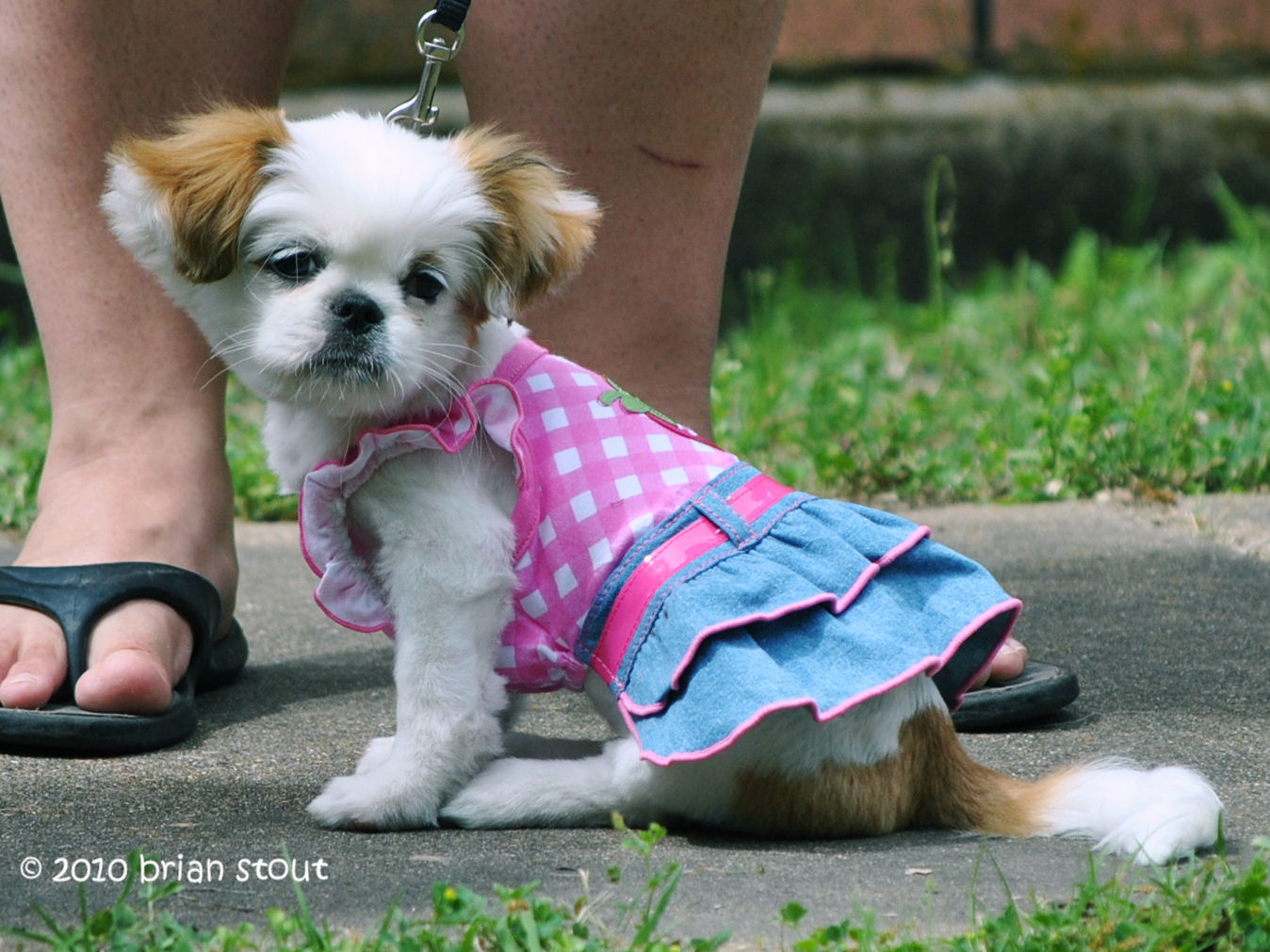 Terrell Texas Daily Photo Terrell Heritage Jubilee Dog Show