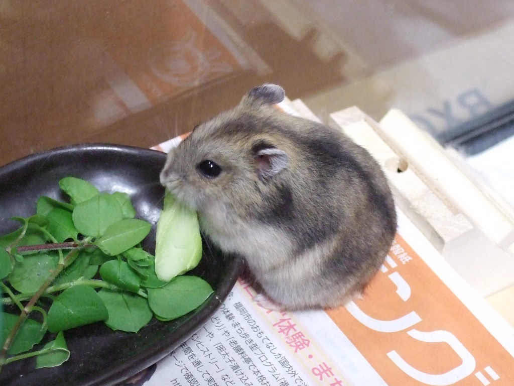 本日休魚 別館 ハムスターの地下巣箱