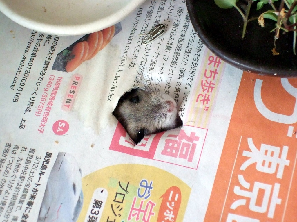 本日休魚 別館 ハムスターの地下巣箱