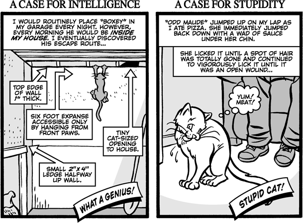 [Cats5.gif]