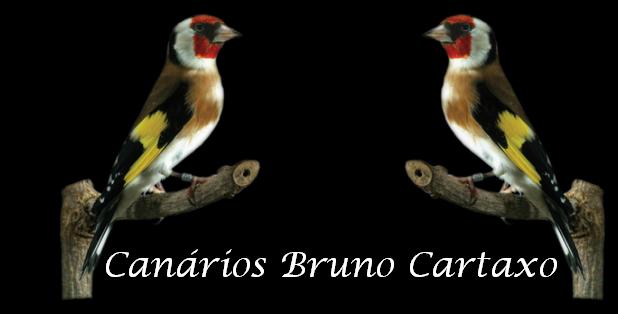 Canários Bruno Cartaxo