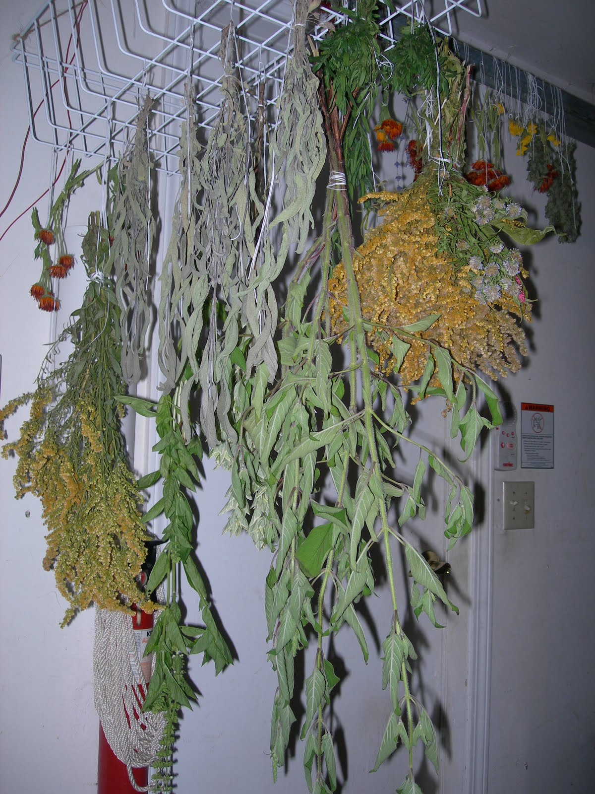 [hanging+herbs.JPG]