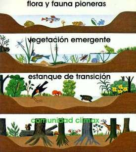 IMPORTANCIA MICROORGANISMO ECOSISTEMA importancia microorganismo ecosistema: