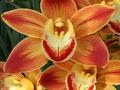Orchideák : szívek színekben