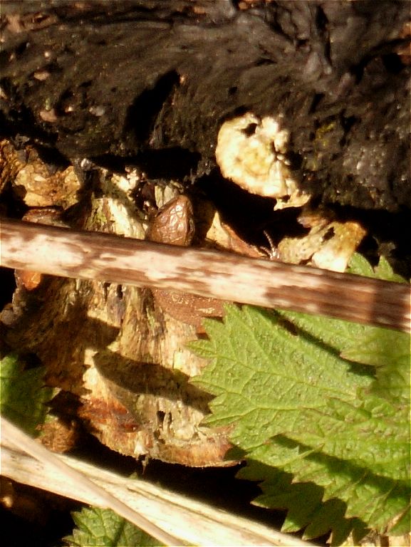 [common_lizard_13mar07_768p_20.jpg]