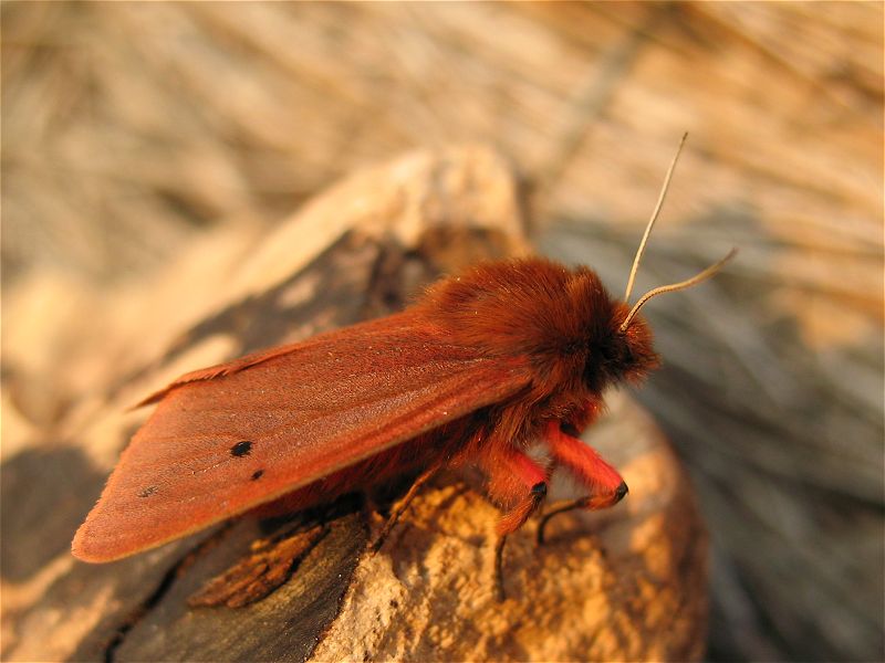 [ruby_tiger_1aug07_800l_20.jpg]