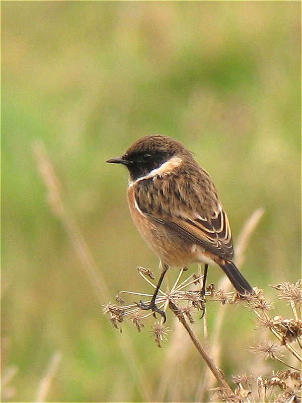 [stonechat_26oct07_800p_20.jpg]