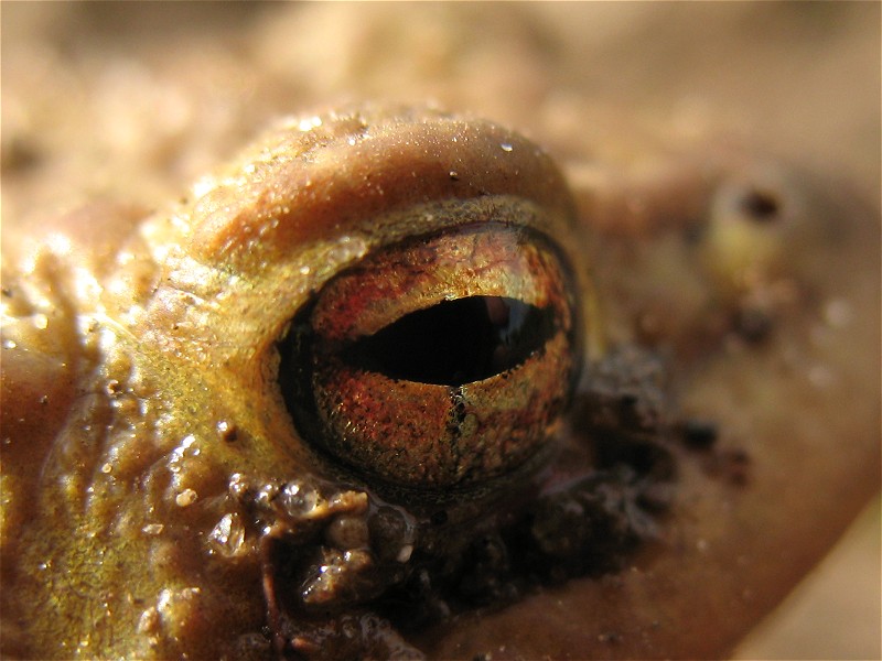 [common_toad_eye_14mar09_800l_20.jpg]