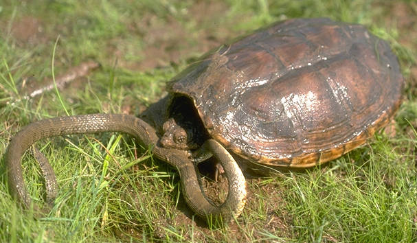 LAS 7 ESPECIES DE TORTUGAS las 7 especies de tortugas: