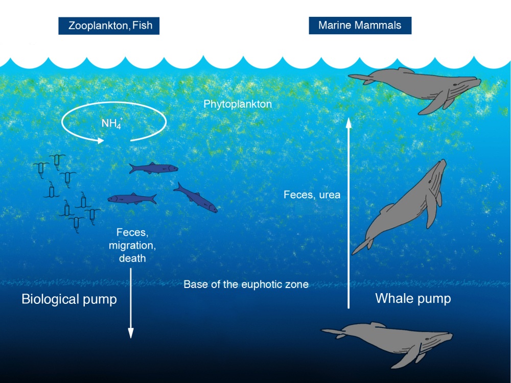 ocean ecosystem...