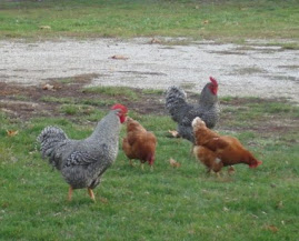 Barred Plymouth Rock Roosters and Rhode Island Red Hens