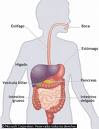 sistema digestivo