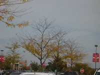 smallish trees with yellow leaves, half of which have already fallen to the ground